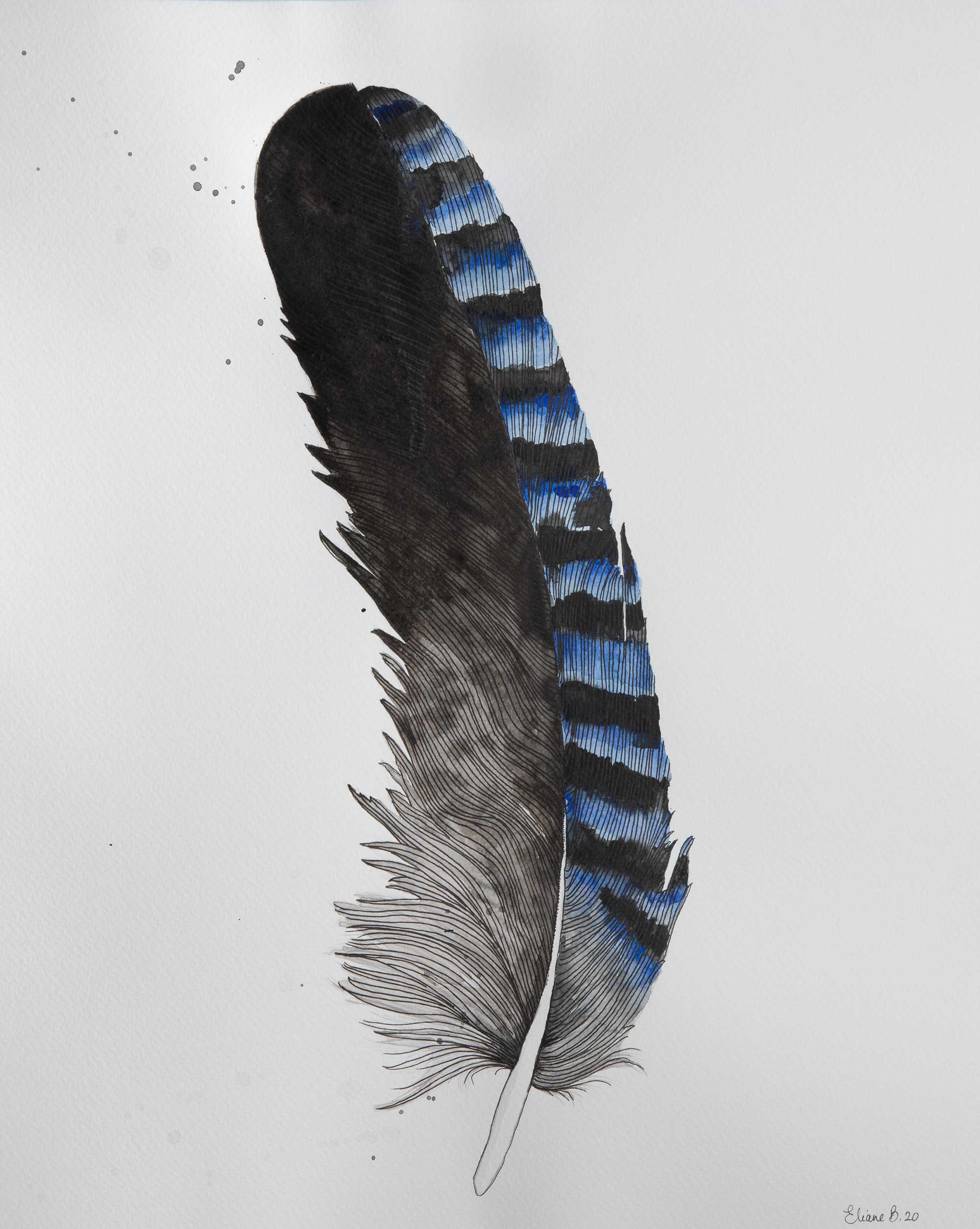 Plume de geai bleu